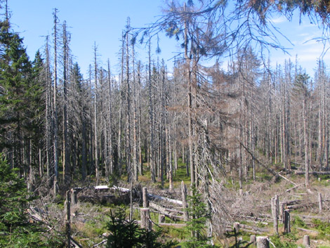 Šumava